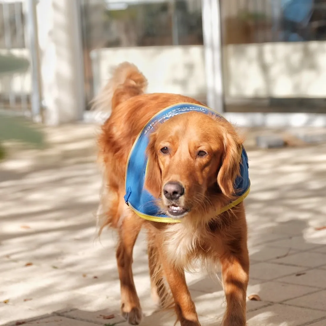 Pokaa est le premier chien de France détecteur de Covid-19 à Kuenheim 